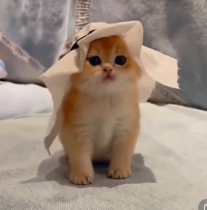 Casual Cotton Shirt - Image 2